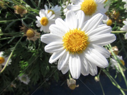 Fair Trade Photo Closeup, Colour image, Flower, Horizontal, Peru, South America, White, Yellow