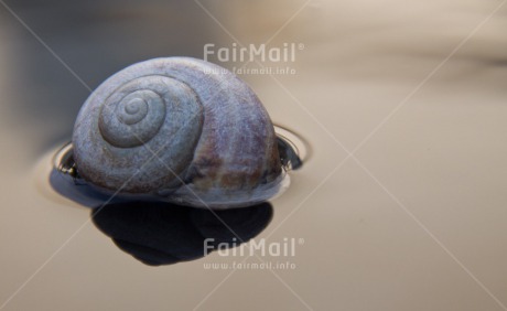 Fair Trade Photo Colour image, Condolence-Sympathy, Horizontal, Nature, Peru, Shell, South America, Water