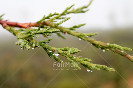 Fair Trade Photo Colour image, Green, Horizontal, Nature, Peru, Plant, South America, Waterdrop