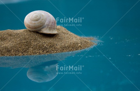 Fair Trade Photo Animals, Colour image, Condolence-Sympathy, Horizontal, Nature, Peace, Peru, Reflection, Shell, Snail, South America, Water, Wellness