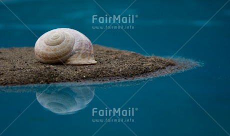 Fair Trade Photo Animals, Colour image, Condolence-Sympathy, Horizontal, Nature, Peace, Peru, Reflection, Shell, Snail, South America, Water, Wellness