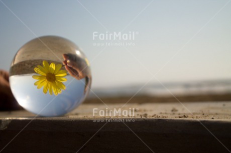 Fair Trade Photo Artistique, Colour image, Evening, Flower, Glass, Horizontal, Peru, South America, Sunset, Transparent, Yellow