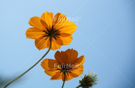 Fair Trade Photo Colour image, Flower, Horizontal, Mothers day, Nature