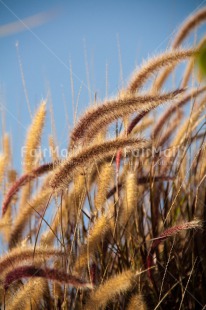 Fair Trade Photo Agriculture, Colour image, Condolence-Sympathy, Confirmation, Nature, Peru, South America, Vertical