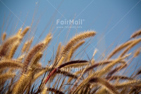 Fair Trade Photo Agriculture, Colour image, Condolence-Sympathy, Confirmation, Horizontal, Nature