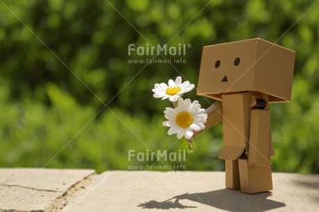 Fair Trade Photo Colour image, Daisy, Danboard, Flower, Friendship, Horizontal, Love, Sorry, Valentines day