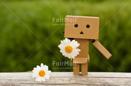 Fair Trade Photo Closeup, Colour image, Daisy, Danboard, Flower, Friendship, Horizontal, Love, Shooting style, Sorry, Valentines day