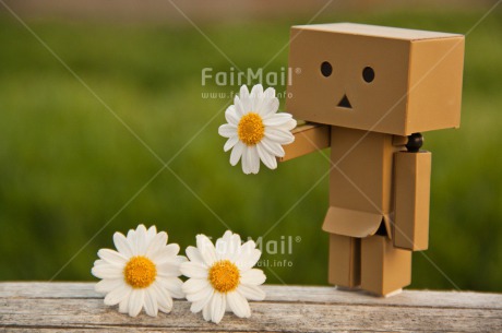 Fair Trade Photo Closeup, Colour image, Daisy, Danboard, Flower, Friendship, Horizontal, Love, Shooting style, Sorry, Valentines day