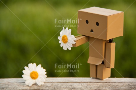 Fair Trade Photo Closeup, Colour image, Daisy, Danboard, Flower, Friendship, Horizontal, Love, Shooting style, Sorry, Valentines day
