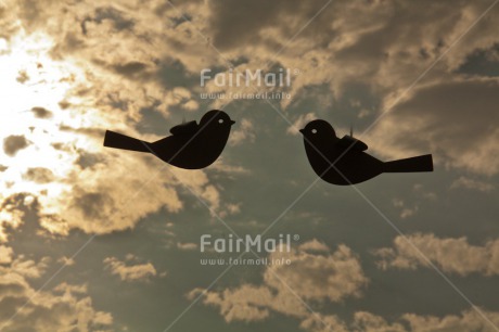 Fair Trade Photo Activity, Animals, Bird, Clouds, Colour image, Flying, Freedom, Horizontal, Shooting style, Silhouette, Sunset