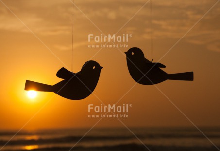 Fair Trade Photo Animals, Bird, Colour image, Friendship, Good trip, Horizontal, Love, Marriage, Outdoor, Peru, Romantic, Sea, South America, Summer, Sunset, Together, Travel, Wedding