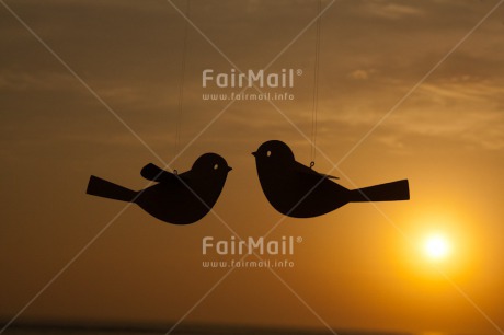 Fair Trade Photo Animals, Bird, Colour image, Friendship, Good trip, Horizontal, Love, Marriage, Outdoor, Peru, Romantic, Sea, South America, Summer, Sunset, Together, Travel, Wedding