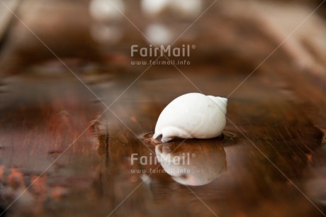 Fair Trade Photo Colour image, Condolence-Sympathy, Horizontal, Peru, Reflection, Shell, South America, Water, White