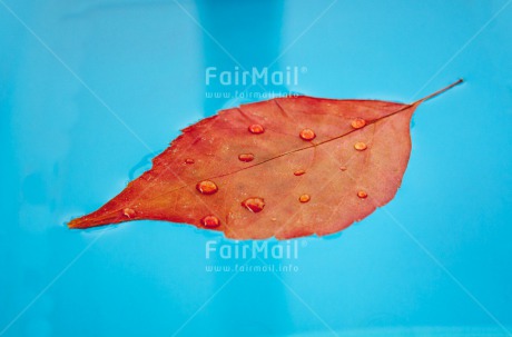 Fair Trade Photo Autumn, Colour image, Condolence-Sympathy, Horizontal, Leaf, Peru, Seasons, South America, Water