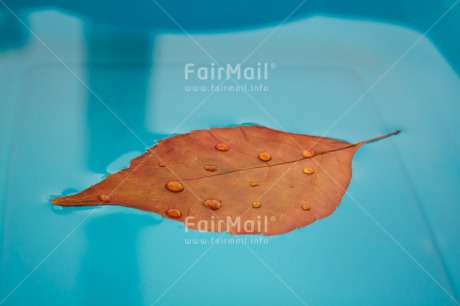 Fair Trade Photo Autumn, Colour image, Condolence-Sympathy, Horizontal, Leaf, Peru, Seasons, South America, Water