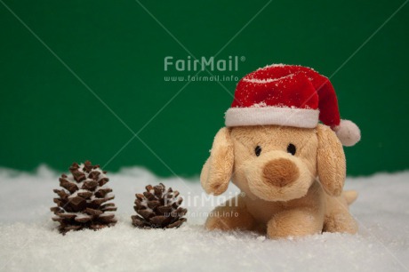 Fair Trade Photo Animals, Christmas, Colour image, Dog, Hat, Horizontal, Peru, Puppy, Snow, South America