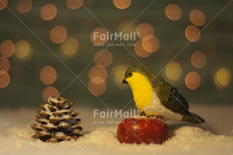 Fair Trade Photo Animals, Bird, Christmas, Colour image, Horizontal, Light, Peru, Seasons, Snow, South America, Winter