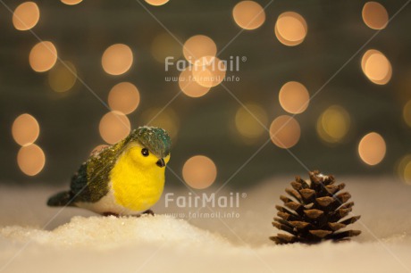 Fair Trade Photo Animals, Bird, Christmas, Colour image, Horizontal, Light, Peru, Seasons, Snow, South America, Winter