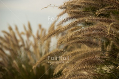 Fair Trade Photo Agriculture, Colour image, Condolence-Sympathy, Horizontal, Peru, South America, Water