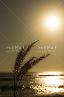 Fair Trade Photo Agriculture, Colour image, Condolence-Sympathy, Peru, South America, Vertical, Water