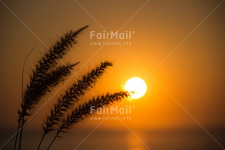 Fair Trade Photo Colour image, Condolence-Sympathy, Horizontal, Peru, South America, Sunset, Wheat