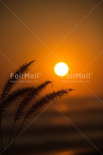 Fair Trade Photo Colour image, Condolence-Sympathy, Peru, South America, Sunset, Vertical, Wheat