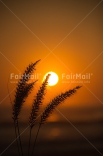 Fair Trade Photo Colour image, Condolence-Sympathy, Peru, South America, Sunset, Vertical, Wheat