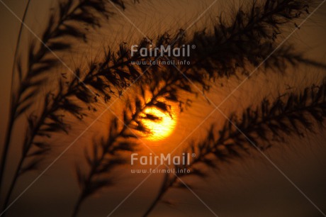 Fair Trade Photo Colour image, Condolence-Sympathy, Horizontal, Peru, South America, Sunset, Wheat