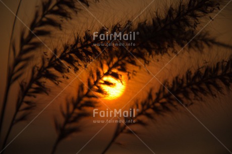 Fair Trade Photo Colour image, Condolence-Sympathy, Horizontal, Peru, South America, Sunset, Wheat