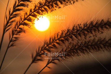 Fair Trade Photo Colour image, Condolence-Sympathy, Horizontal, Peru, South America, Sunset, Wheat