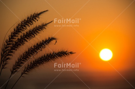 Fair Trade Photo Colour image, Condolence-Sympathy, Horizontal, Peru, South America, Sunset, Wheat