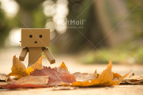 Fair Trade Photo Autumn, Colour image, Danboard, Emotions, Horizontal, Leaf, Peru, Sadness, Seasons, South America