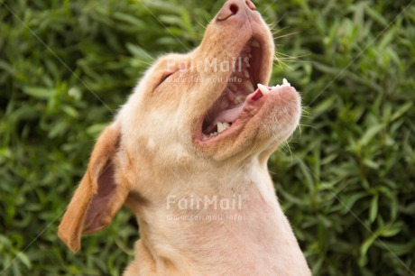 Fair Trade Photo Activity, Animals, Colour image, Dog, Funny, Horizontal, Laughing, Peru, South America