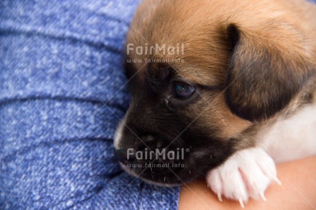 Fair Trade Photo Animals, Care, Colour image, Cute, Dog, Horizontal, Peru, Puppy, South America