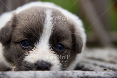 Fair Trade Photo Activity, Animals, Colour image, Cute, Dog, Horizontal, Peru, Puppy, Relaxing, South America