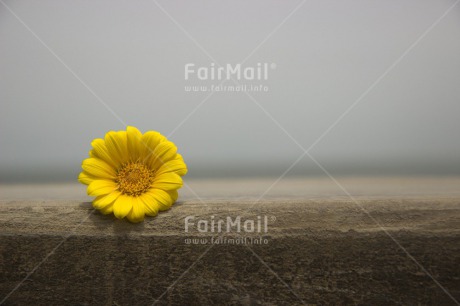 Fair Trade Photo Colour image, Condolence-Sympathy, Flower, Horizontal, Peru, South America, Yellow