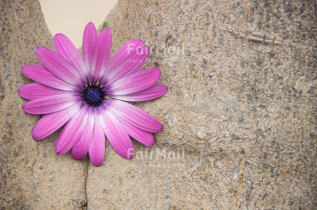 Fair Trade Photo Colour image, Flower, Friendship, Horizontal, Mothers day, Peru, Pink, South America