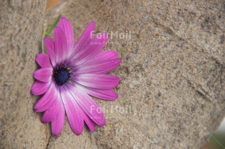 Fair Trade Photo Colour image, Flower, Friendship, Horizontal, Mothers day, Peru, Pink, South America