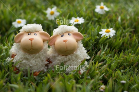 Fair Trade Photo Animals, Colour image, Cute, Daisy, Flower, Friendship, Horizontal, Love, Marriage, Peru, Seasons, Sheep, South America, Spring, Summer, Together, Wedding