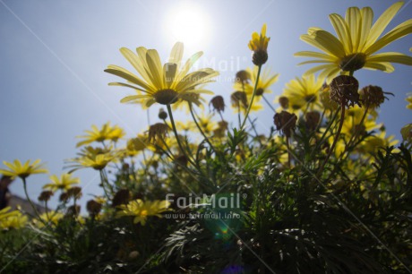 Fair Trade Photo Colour image, Condolence-Sympathy, Flower, Horizontal, Peru, South America, Summer