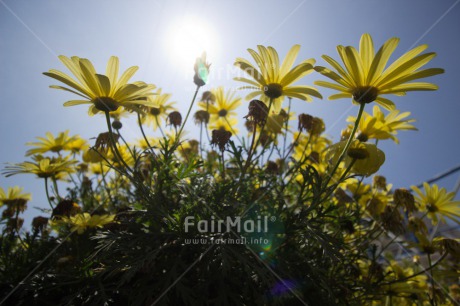 Fair Trade Photo Colour image, Condolence-Sympathy, Flower, Horizontal, Peru, South America, Summer