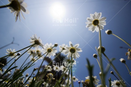 Fair Trade Photo Colour image, Condolence-Sympathy, Flower, Horizontal, Peru, South America, Summer