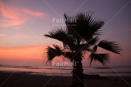 Fair Trade Photo Colour image, Horizontal, Palmtree, Peru, Seasons, Shooting style, Silhouette, South America, Summer, Sunset, Tree