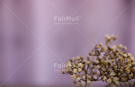 Fair Trade Photo Colour image, Condolence-Sympathy, Flower, Horizontal, Peru, South America, White