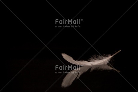 Fair Trade Photo Black, Black and white, Colour image, Condolence-Sympathy, Feather, Horizontal, Peru, Shooting style, Silence, Sorry, South America, White