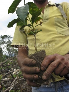 Fair Trade Photo Agriculture, Casual clothing, Closeup, Clothing, Coffeeplant, Colour image, Day, Farmer, Growth, Hand, Nature, One man, Outdoor, People, Peru, Plant, South America, Vertical