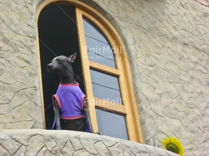 Fair Trade Photo Animals, Blue, Colour image, Day, Dog, Ethnic-folklore, Funny, Horizontal, House, Low angle view, Outdoor, Peru, South America