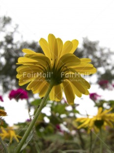 Fair Trade Photo Colour image, Day, Flower, Garden, Low angle view, Nature, Outdoor, Peru, Seasons, South America, Summer, Thinking of you, Vertical, Yellow