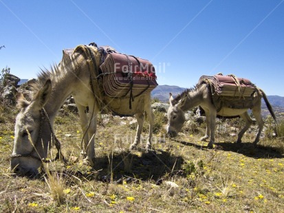 Fair Trade Photo Activity, Agriculture, Animals, Carrying, Colour image, Construction, Cooperation, Day, Donkey, Eating, Grass, Horizontal, Outdoor, Peru, Rural, South America, Together