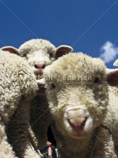 Fair Trade Photo Activity, Agriculture, Animals, Colour image, Day, Family, Funny, Looking at camera, Outdoor, Peru, Rural, Sheep, Sky, South America, Vertical